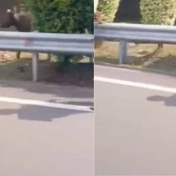 Sapi Lepas di Tol Jakarta-Serpong, Bikin Lalu Lintas Macet!