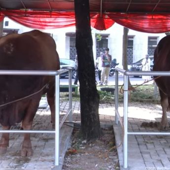 Prabowo Kurban Sapi 3,3 Ton di Istiqlal