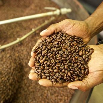 Daftar Negara Produsen Kopi Terbesar di Dunia, Indonesia Nomor Berapa?