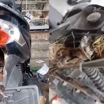 Motor Sering Mati, Pas Dicek Ternyata Banyak Anak Tikus