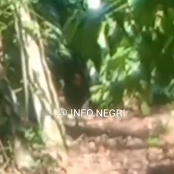 Petik Kopi di Kebun, Nenek di Lampung Tewas Diserang Beruang