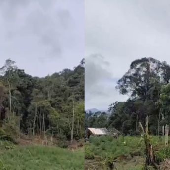 Penampakan 25 Hektare Ladang Ganja di Aceh yang Ditemukan Bareskrim Polri, Satu Tersangka Buron