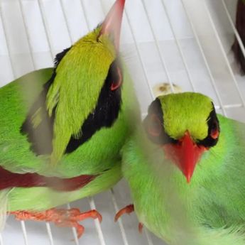Kemenhut Usut Jejak Perdagangan 711 Burung Liar di Sumsel