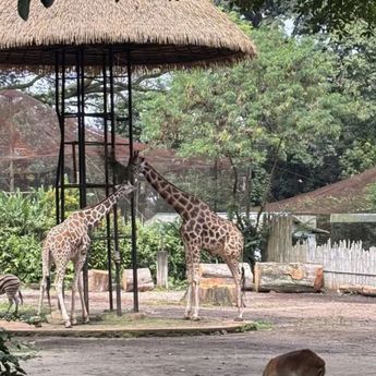 Pemkot Bandung Minta Kemenhut Tinjau Ulang Izin Bandung Zoo
