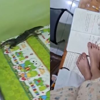 2 Biawak Masuk Kamar, Pemilik Panik sampai Naik Meja