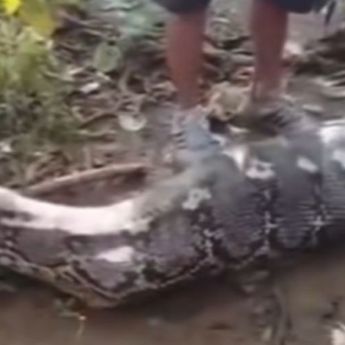 Petani di Buton Selatan Tewas Ditelan Ular Piton Sepanjang 8 Meter