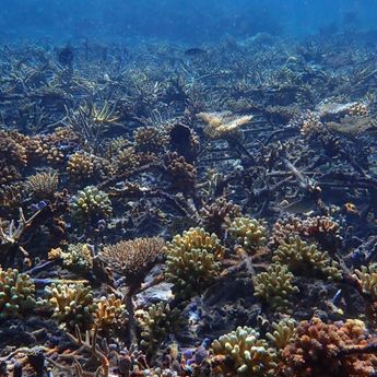 Terumbu Karang di Pulau Bontosua Dinilai Setara dengan yang Alami Berkat Teknologi AI