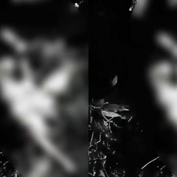 Warga Lampung Barat Tewas Diterkam Hewan Buas, Tubuh Ditemukan Tak Utuh di Hutan Lindung