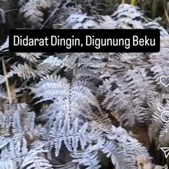Viral, Tanaman di Gunung Bromo Membeku