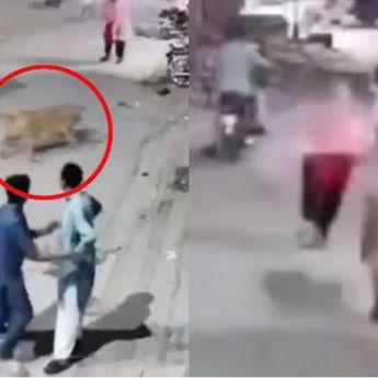 Ngeri, Warga Pakistan Diserang Singa Peliharaan, Pemilik Malah Diam Saat Kejadian