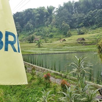 BRI Kucurkan KUR Rp83,38 Triliun, Sektor Pertanian Paling Dominan