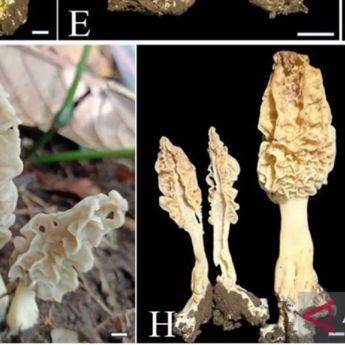 Spesies Baru Jamur Morel Ditemukan di Gunung Rinjani