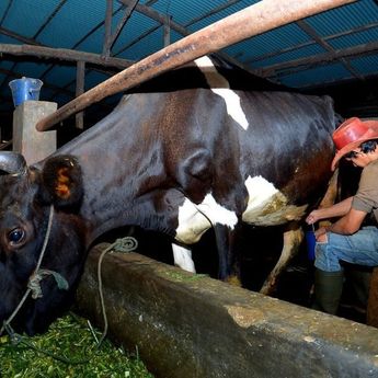 Kisah Pengusaha Pakan Ternak dari Ponorogo Ini Buktikan KUR BRI Bisa Bikin Usaha Berkembang