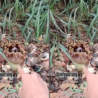 Kemunculan Bunga Bangkai Gegerkan Warga Parung Pagi Ini