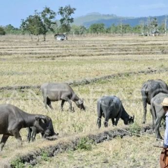 9 Wilayah di NTB Tetapkan Status Siaga Darurat Kekeringan