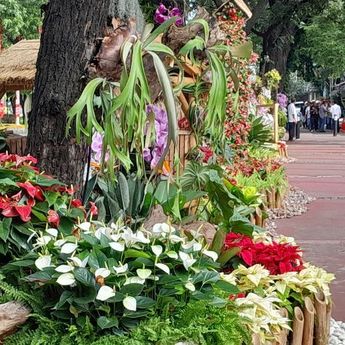 Depan Kantor Budi Gunawan Berubah Jadi Taman Penuh Anggrek, Bagus dan Nyaman Banget!