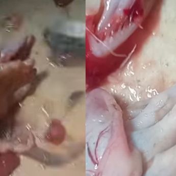 Viral! Emak-emak Temukan Tangan Dalam Perut Ikan