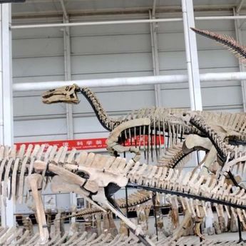 Fosil Tulang Paha Tyrannosaurus Terpanjang di Asia Ditemukan