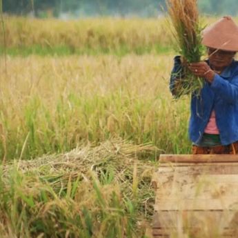 BPS: Luas Panen Padi Naik, Produksi Juli 2025 Mengalami Peningkatan