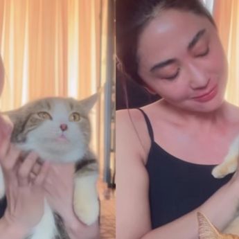 Kucing Mahal Eko Patrio Kini Dirawat Dewi Perssik