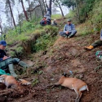 Kemenhut Amankan Pelaku Utama Perburuan Liar di Taman Nasional Gunung Merbabu