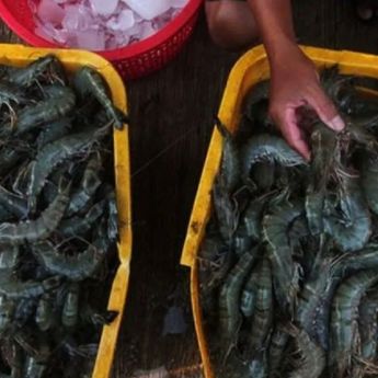 SCI Pastikan Udang Indonesia Tetap Aman dan Penuhi Standar Internasional