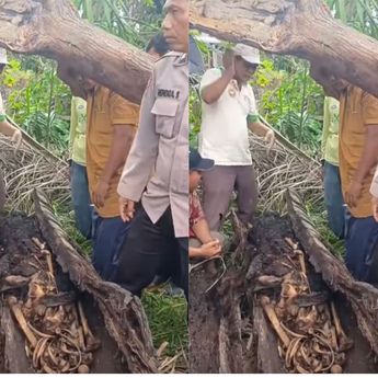 Kerangka Manusia di Dalam Pohon Aren Gegerkan Warga Serdang Bedagai