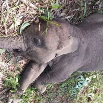 Polda Riau Usut Kematian Gajah Sumatera di Taman Nasional Tesso Nilo