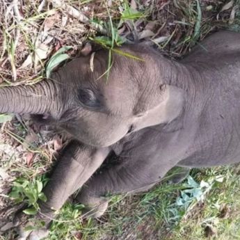 Balai TNTN Ungkap Penyebab Kematian Gajah Tari akibat Virus Herpes