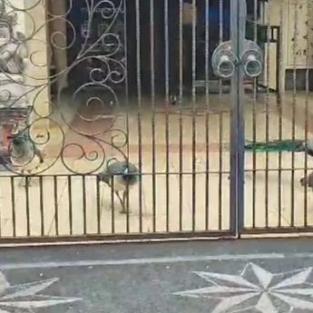 Dinas KPKP DKI Pastikan Burung Merak Viral di Duren Sawit Milik Bamsoet