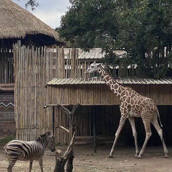 Pemkot Bandung Layangkan 3 Surat Tunggakan Sewa ke Bandung Zoo, Tak Direspons