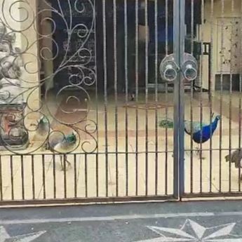 Ini Kata KPKP DKI soal Aturan Pemeliharaan Burung Merak Milik Bamsoet