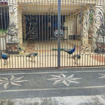 Bamsoet Pastikan Merak Biru Miliknya Bukan Satwa Dilindungi