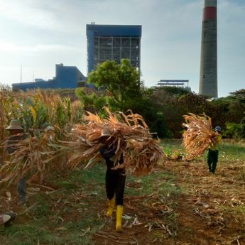 PLN Sulap Limbah Jagung jadi Listrik, Petani Tuban Raih Tambahan Penghasilan