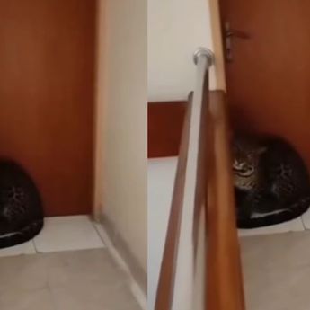 Ini Dugaan Asal Usul Macan Tutul yang Masuk Kamar Hotel di Bandung