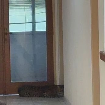 Macan Tutul Masuk Hotel di Bandung, Dievakuasi dengan Bius