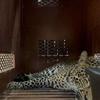 Evakuasi Macan Tutul yang Masuk Hotel di Bandung Berlangsung Selama 3 Jam