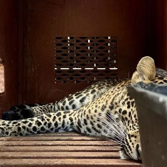 BBKSDA: Asal Macan Tutul yang Masuk Hotel di Bandung Belum Dipastikan dari Lembang Park Zoo