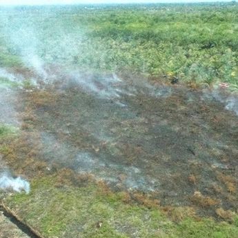 Kebakaran Lahan di Aceh Barat Meluas Jadi 2,3 Hektare, BPBD Terjunkan Tim Gabungan