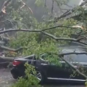 VIDEO: Pohon Tumbang Timpa Mobil Mewah di Dharmawangsa