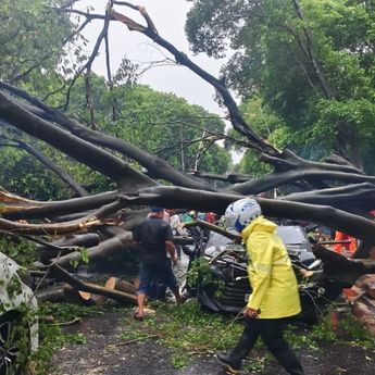 Pohon Tumbang di Dharmawangsa Tewaskan 1 Orang, 5 Mobil Rusak