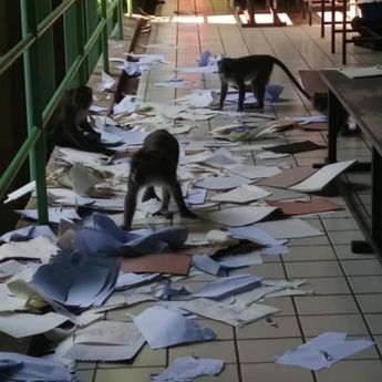Aduh! Monyet Acak-acak Tugas Mahasiswa IPB Sampai Berserakan di Lorong Kampus