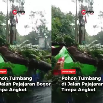 VIDEO: Pohon Besar Tumbang Timpa Angkot di Bogor, Sampai Ringsek