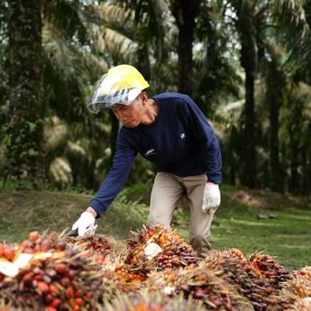 Produksi CPO PalmCo Tembus 2,2 Juta Ton hingga Oktober 2025