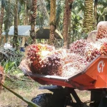 EUDR Jadi Peluang Industri Sawit Indonesia Masuki Pasar Global
