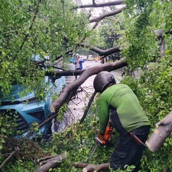Polisi Sebut Tak Ada Korban Jiwa dalam Insiden Pohon Tumbang di Sawah Besar