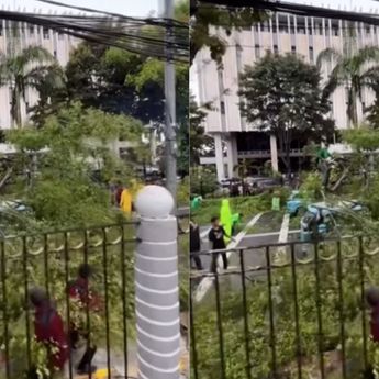 Pohon Tumbang Timpa Mobil di Jakpus, Diduga Akibat Hujan dan Angin Kencang