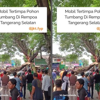 Pohon Tumbang Timpa Mobil Yaris Sampai Ringsek