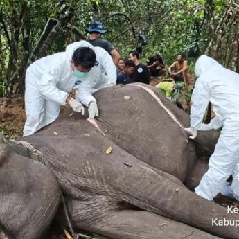 Gajah Betina 45 Tahun di Way Kambas Mati Diduga Kena Infeksi Parasit