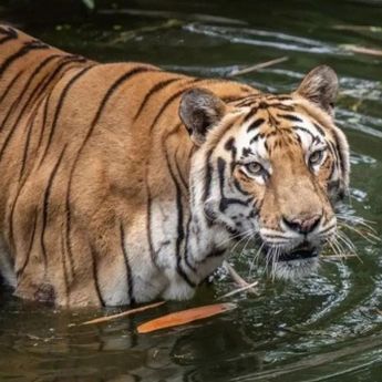 Ragunan Pastikan Pakan Satwa Terpenuhi Sesuai Standar Kebutuhan